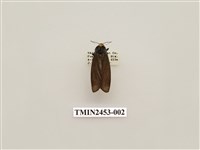 藏品(烏閃苔蛾)的圖片